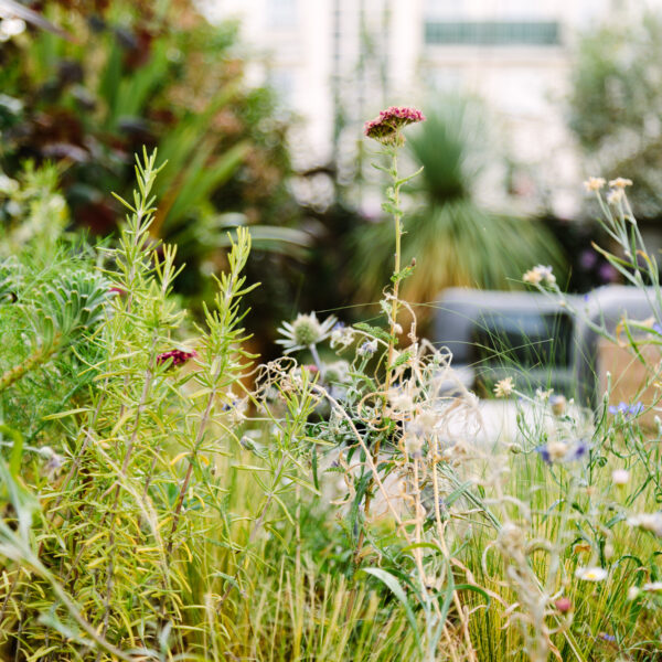 Création d’une forêt comestible à Mergieux : rejoins l’aventure 🗓 🗺
